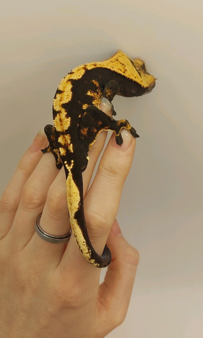 50% het axantic man wimpergekko, Dieren en Toebehoren, Reptielen en Amfibieën, Overige soorten, 3 tot 6 jaar
