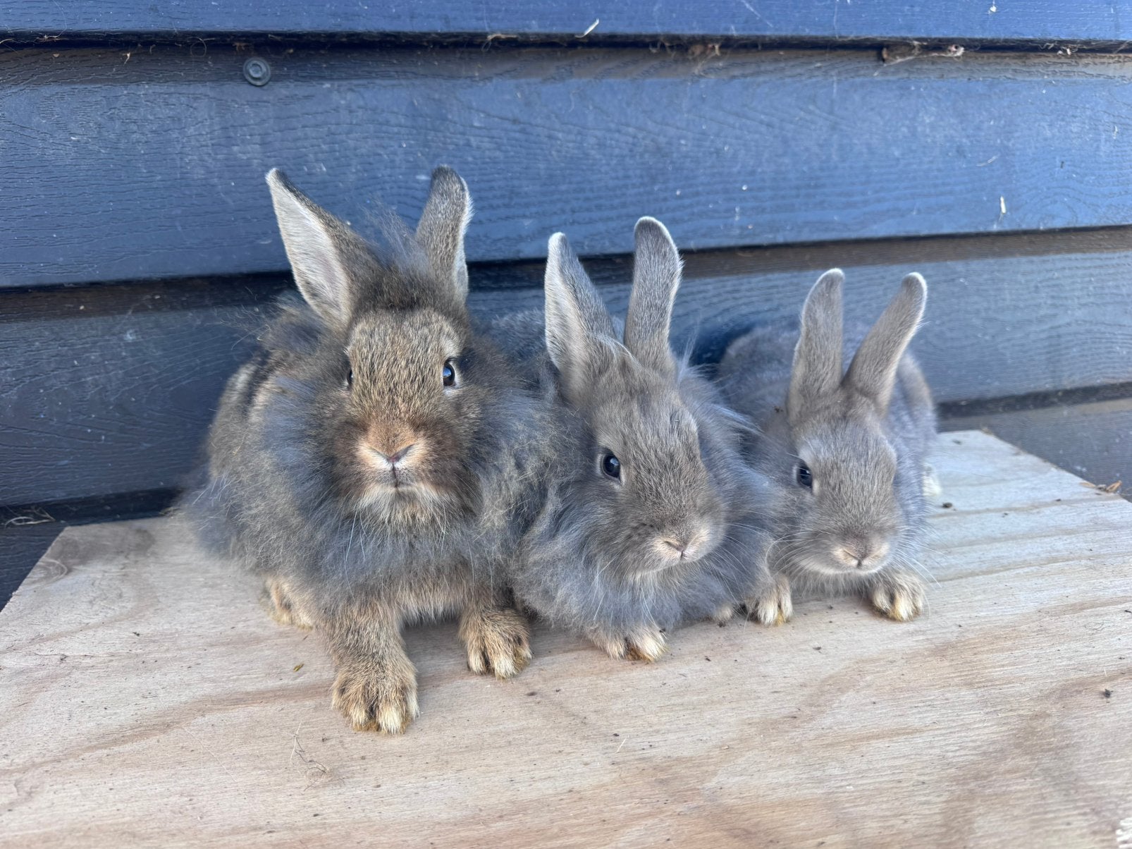 Lieve jonge dwerg konijntjes !, Meerdere dieren, Dwerg, 0 tot 2 jaar