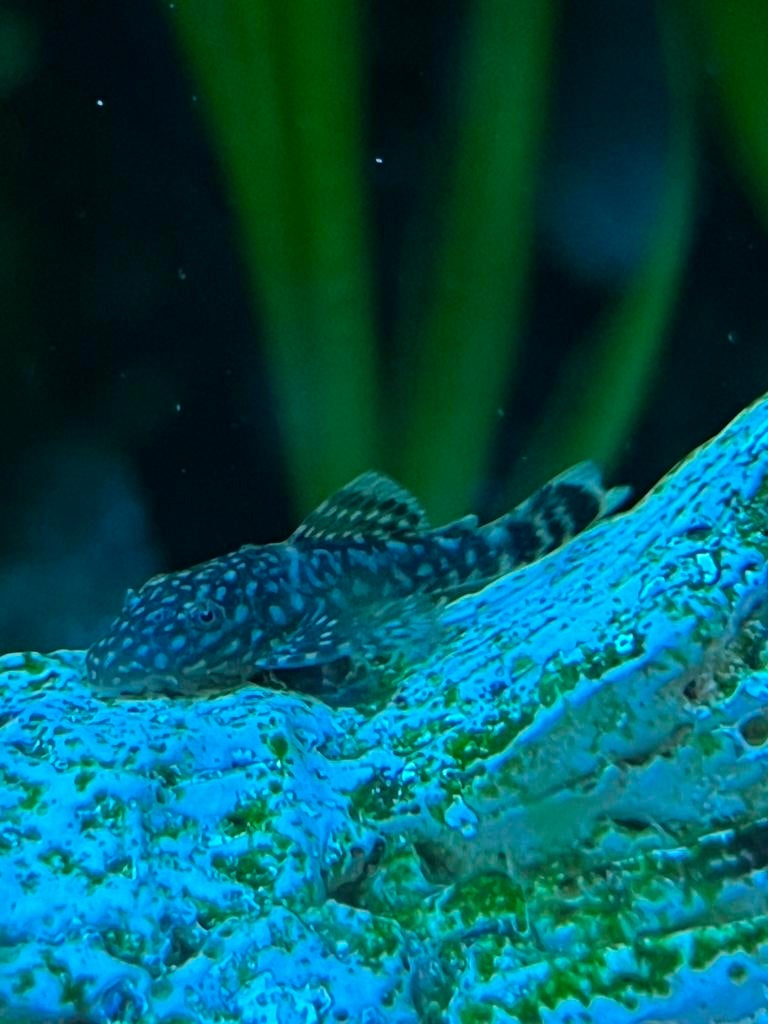 L183? x Ancistrus cf. cirrhosu (algeneters), Dieren en Toebehoren, Vissen | Aquariumvissen, Vis