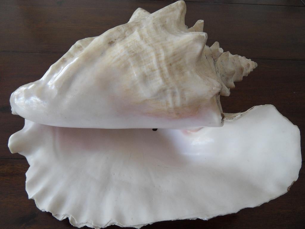 Prachtige grote schelp -- 24 x 18 cm., Ophalen of Verzenden, Schelp(en)