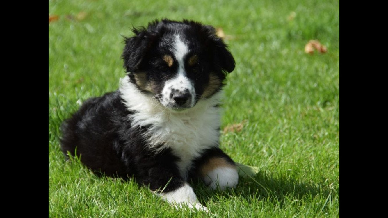 Prachtige MAS mini american shepherd pup, Parvo, 8 tot 15 weken, Meerdere, Meerdere dieren