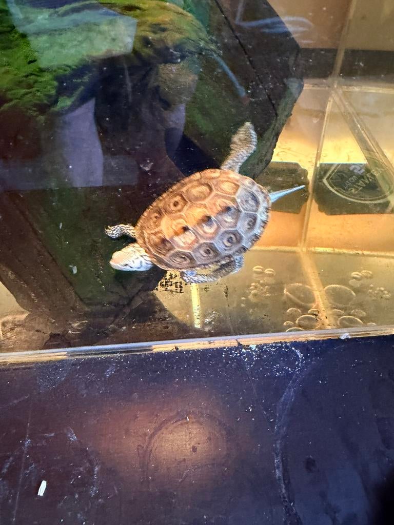 Malaclemys terrapin centrata 2024, Dieren en Toebehoren, Schildpad