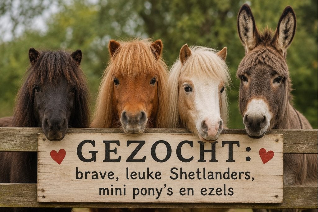 Gevraagd : Shetlanders, pony's en ( muil) ezels, Met stamboom