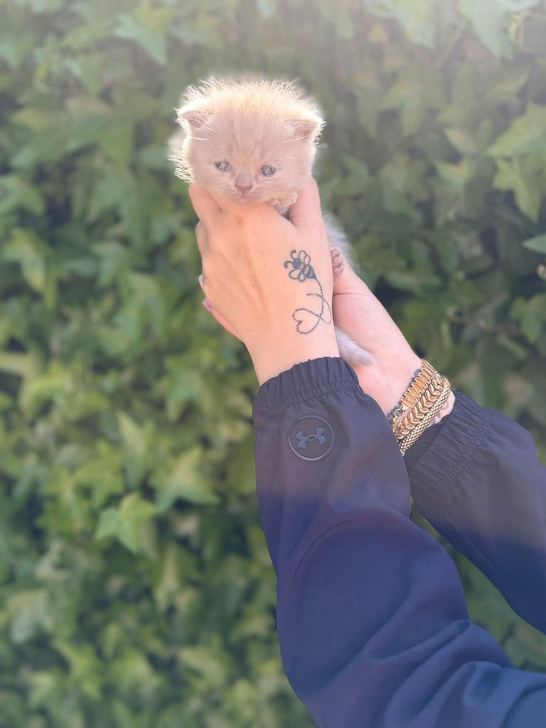 ** Prachtige Brits Britse kittens Choco/Cinnamon/Point/Lilac, Dieren en Toebehoren, Meerdere dieren, Ontwormd, 0 tot 2 jaar