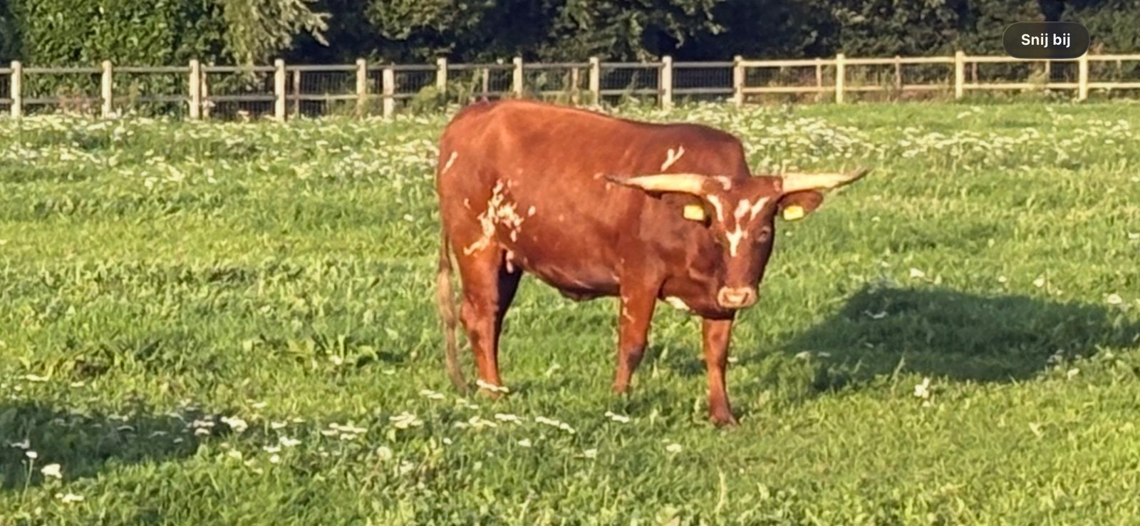 Longhorn vaars, BS Kalf en 1 jarige angus stier, Dieren en Toebehoren, Vrouwelijk