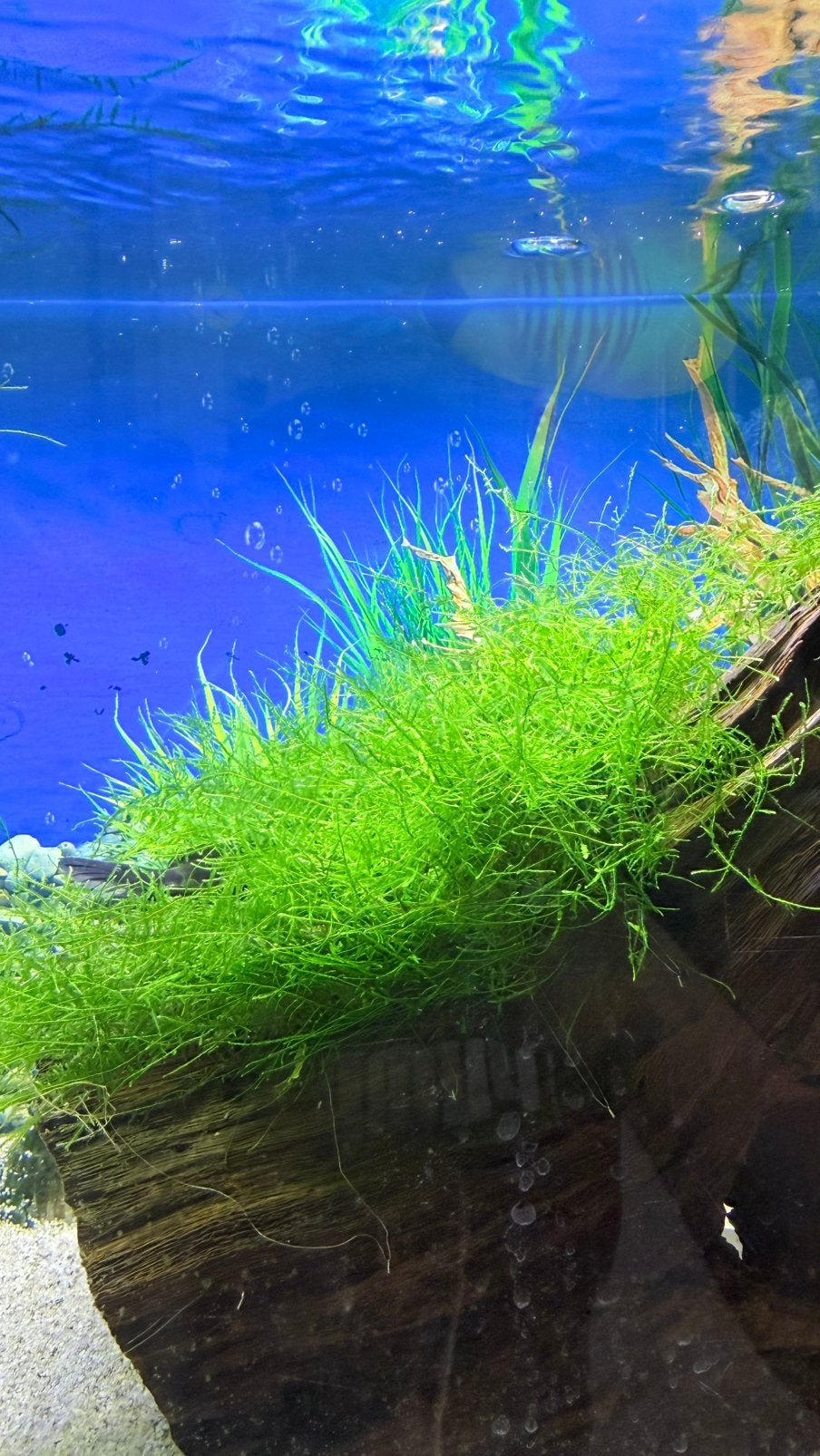 Java moss gratis, Ophalen, Zo goed als nieuw, Plant(en), Steen of Hout