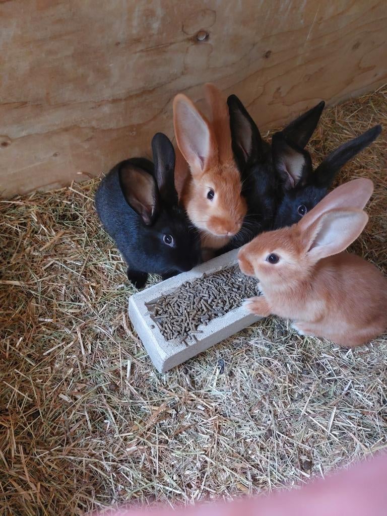 5 rammen Vlaamse reus x nieuwzeelander, Dieren en Toebehoren, Konijnen, Mannelijk, Middelgroot, 0 tot 2 jaar