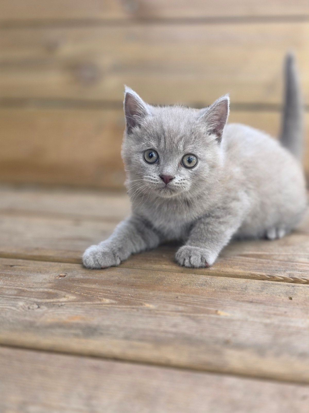 Britse korthaar katertje mag verhuizen, Kater, Ontwormd, 0 tot 2 jaar