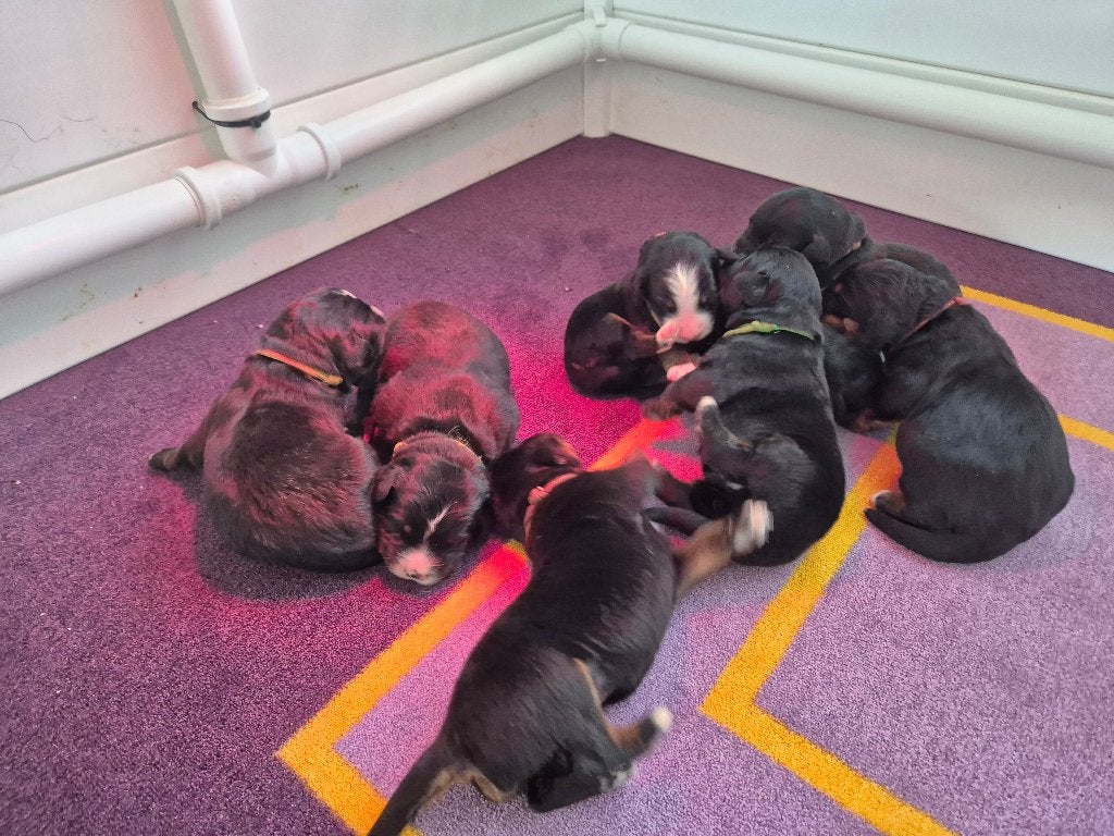Te koop boulab pups uit huiselijke kring ( teefjes), Dieren en Toebehoren, 8 tot 15 weken, Teef, Groot, Meerdere