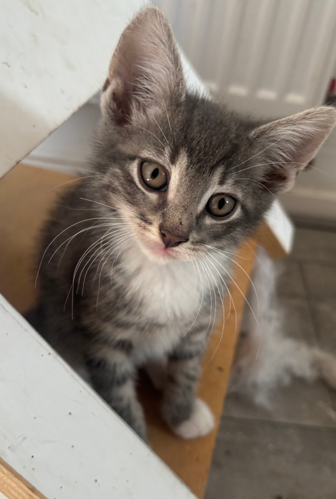 Lieve kittens, Dieren en Toebehoren, Katten en Kittens | Overige Katten, Meerdere dieren