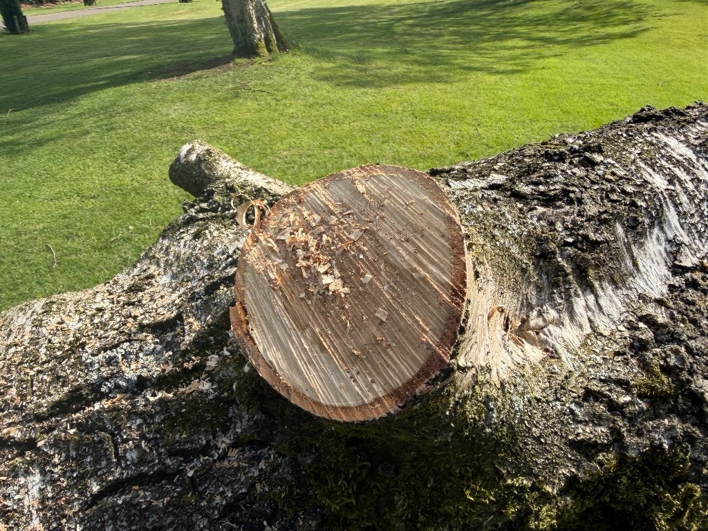 Berken hout zware boom, Tuin en Terras, Haardhout, 6 m³ of meer, Ophalen, Berkenhout, Stammen