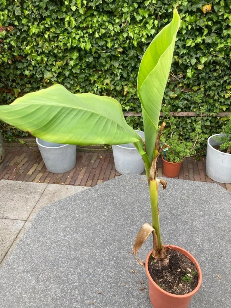 Musa basjoo - Japanse vezelbanaan, Tuin en Terras, Ophalen, Vaste plant, Overige soorten, Volle zon