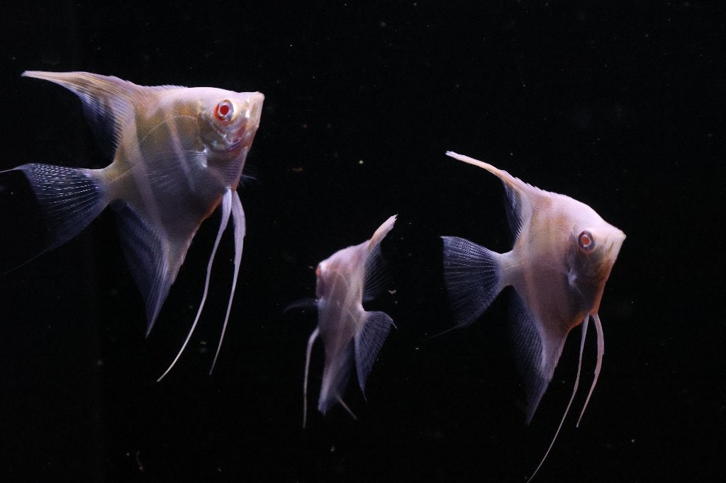 Maanvis Red Back Gold (Pterophyllum scalare), Dieren en Toebehoren, Vis, Zoetwatervis