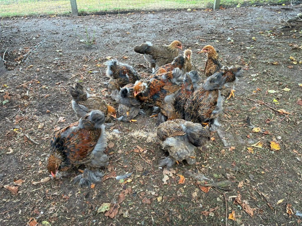 jonge Brahma hanen, Dieren en Toebehoren, Meerdere dieren, Kip