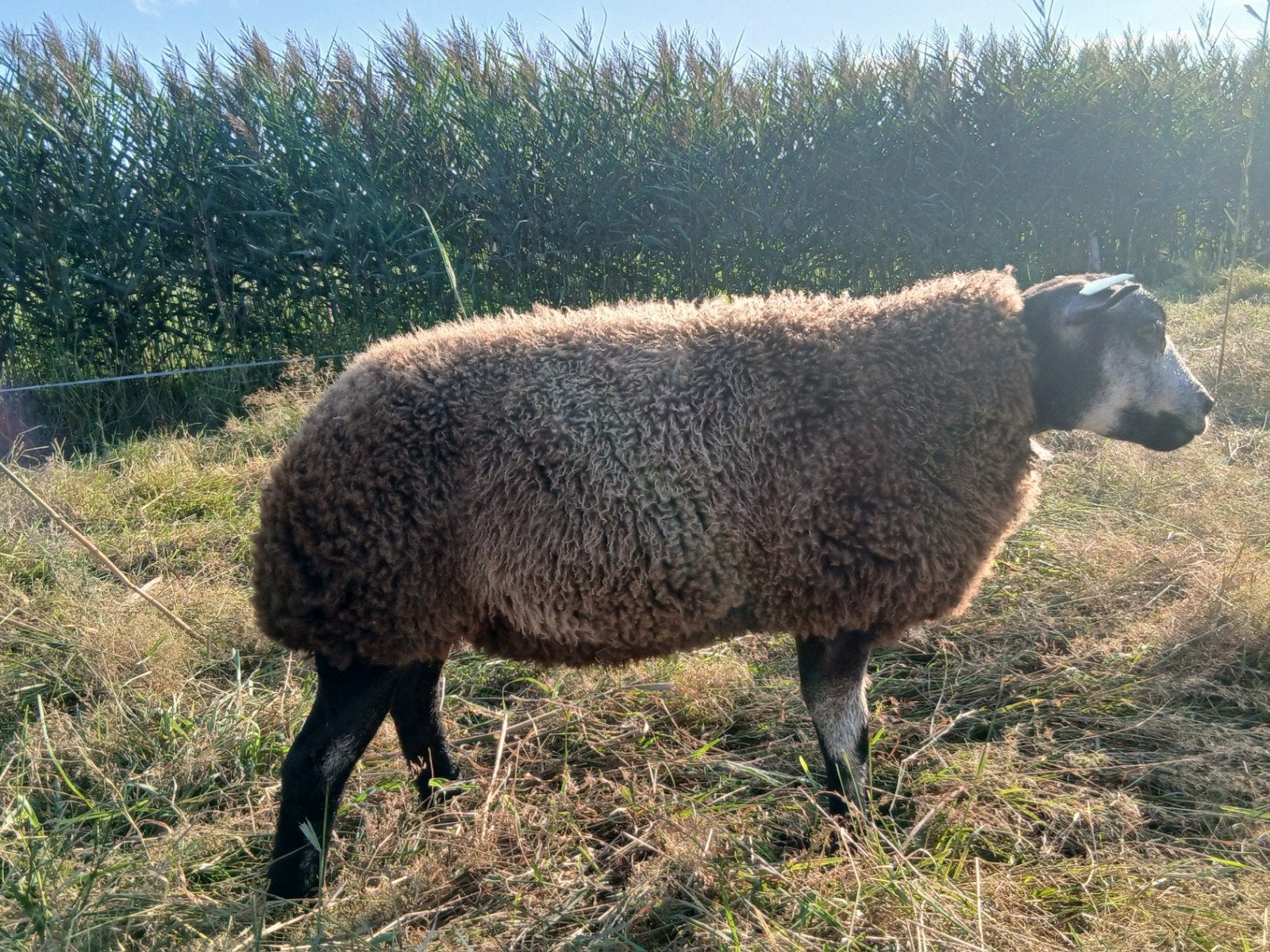 2 blauwe texelaar ooilammeren, Vrouwelijk, Schaap