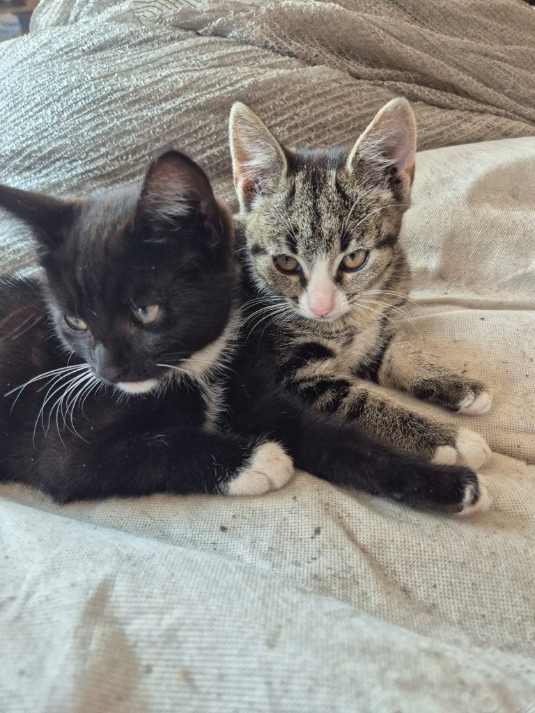 2 jonge kittens, Meerdere dieren, 0 tot 2 jaar
