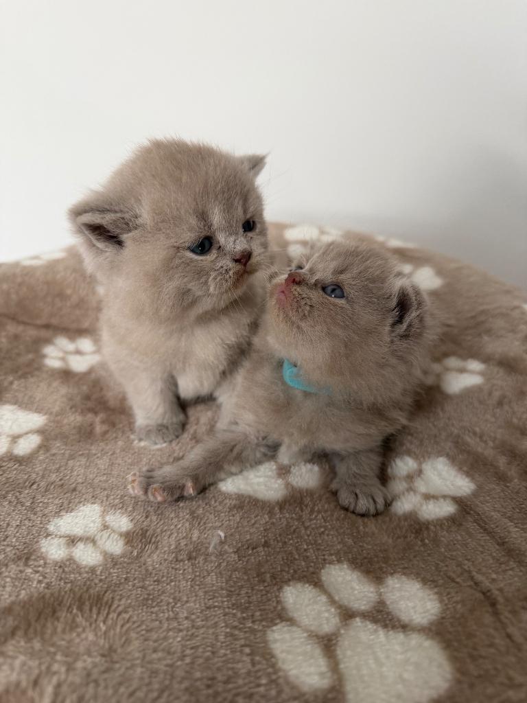 Britse Korthaar Kitten, Dieren en Toebehoren, Katten en Kittens | Raskatten | Korthaar, Meerdere dieren, Ontwormd, 0 tot 2 jaar