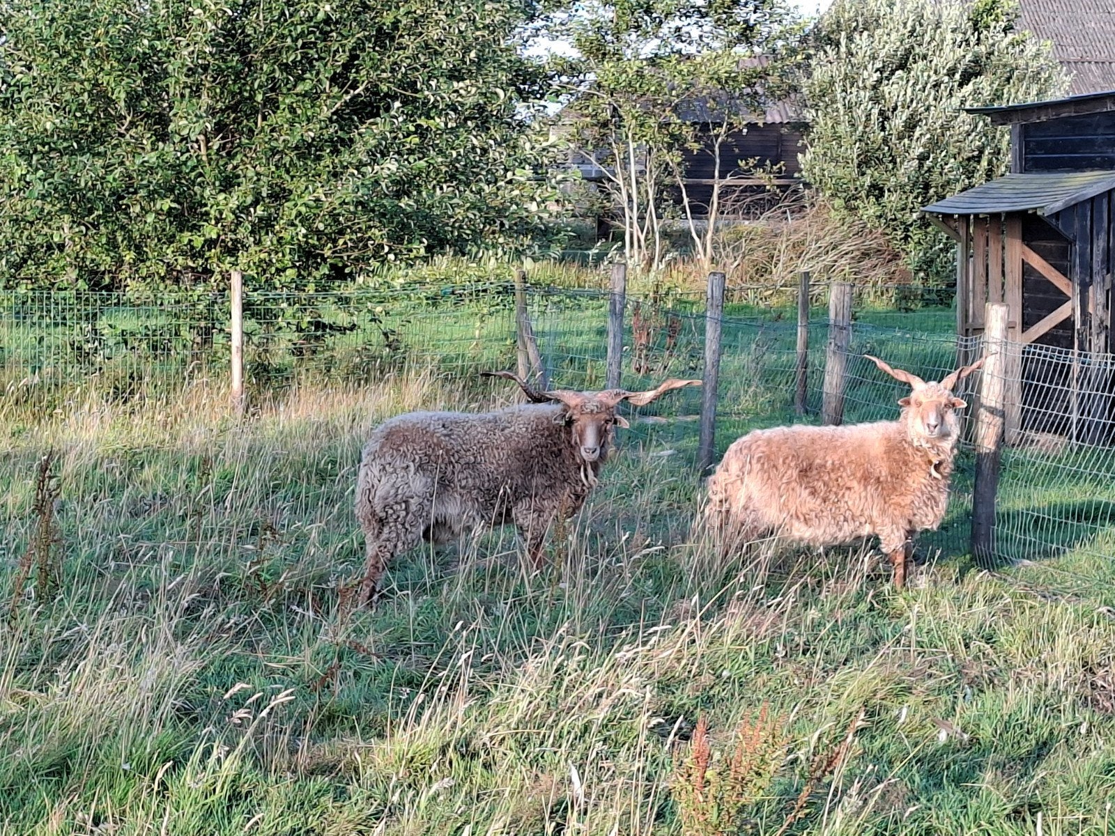 Racka schapen - ram en ooi, Dieren en Toebehoren, Meerdere dieren, Schaap, 3 tot 5 jaar