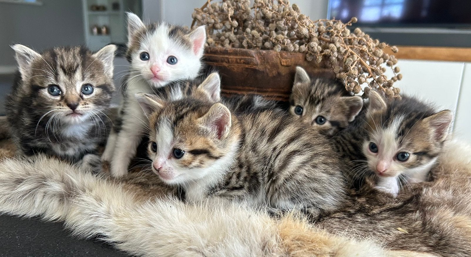 Nog 2 💙💙 vd 6 prachtige cyperse / tricolor kittens, Dieren en Toebehoren, Meerdere dieren