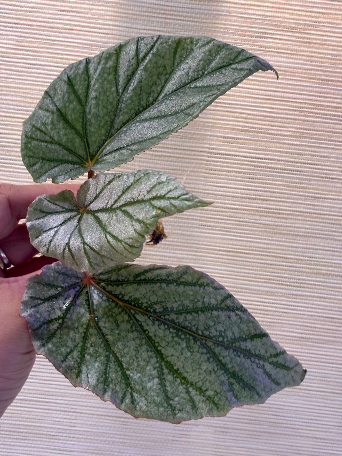 Begonia Don Miller | Gewortelde Kopstek, Ophalen of Verzenden, Halfschaduw, Minder dan 100 cm