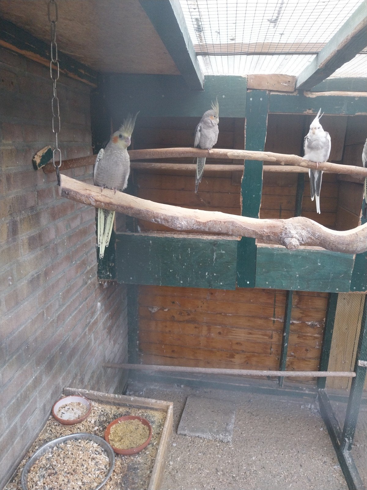 te koop een jonge koppel  valkparkieten, Meerdere dieren, Parkiet