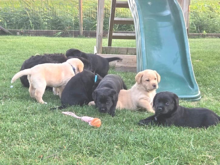 Hele mooie labrador pups. Blond en zwart., 8 tot 15 weken, Labrador retriever, Meerdere dieren, Eén hond
