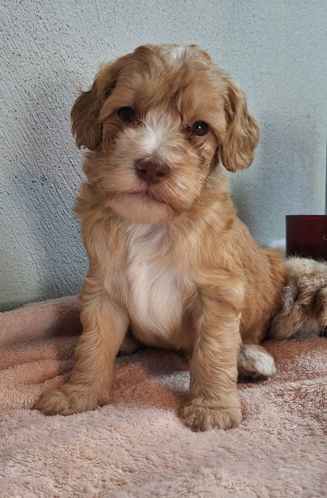 Australian labradoodle 40 cm, Nederland, Overige rassen, Meerdere, Meerdere dieren