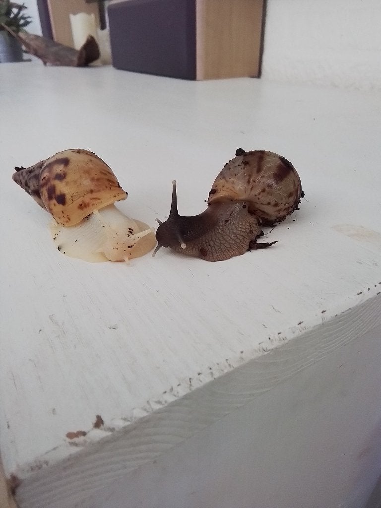 Jonge reuzeslakken - Achatina Reticulata, Dieren en Toebehoren, Overige soorten, 0 tot 2 jaar