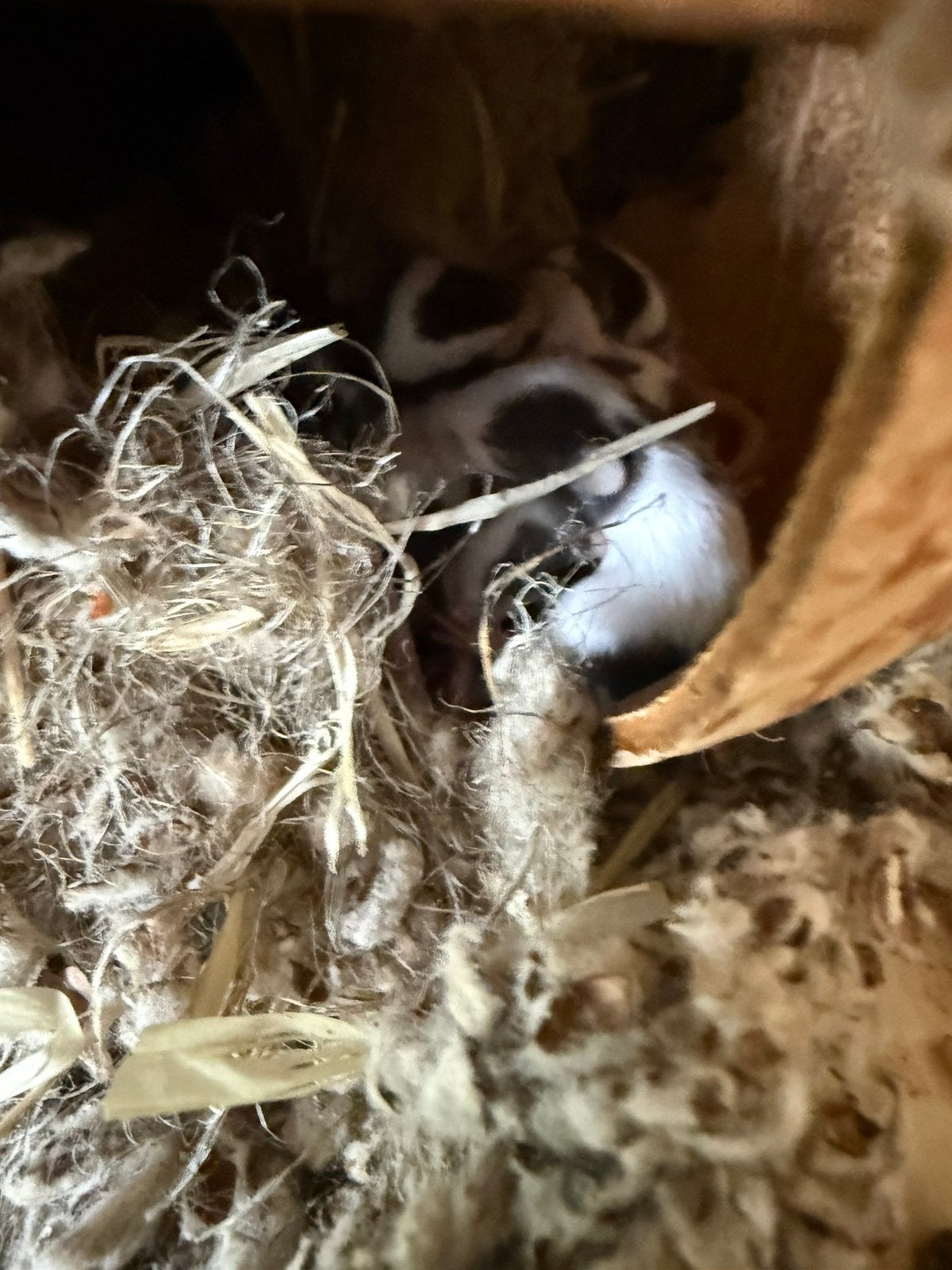 Gratis tamme bonte muisjes, Juni, Muis, Meerdere dieren, Tam