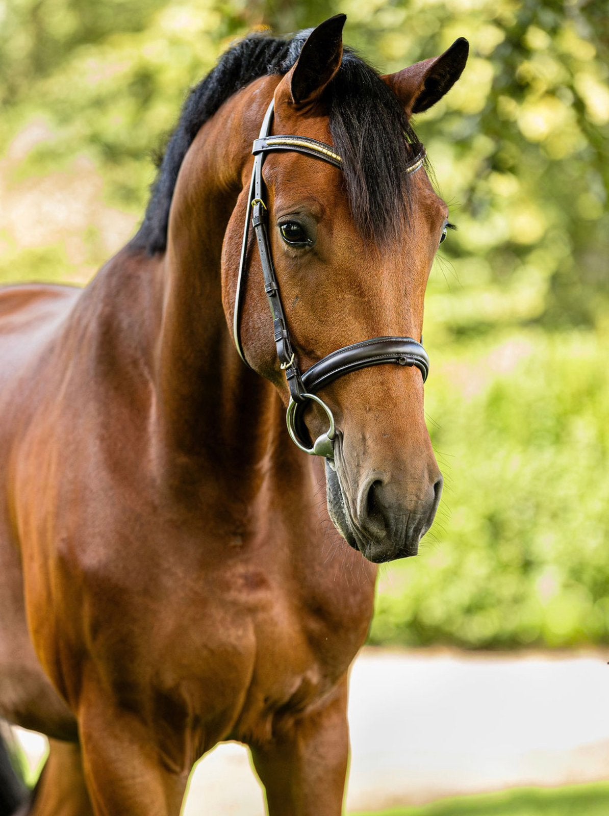 4 YO | EBONY x AMPÈRE | ALLROUND, Springpaard, Ruin, Met stamboom, B