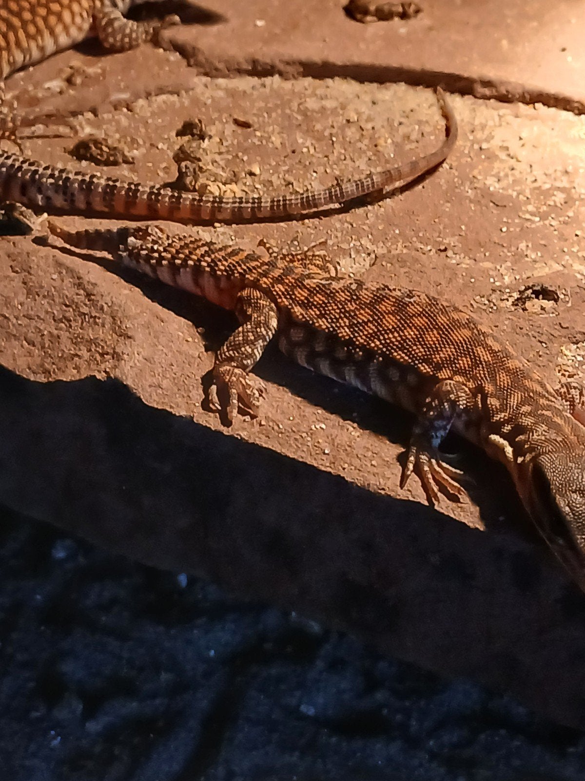 Varanus acanthurus 0.0.1, Hagedis, 0 tot 2 jaar