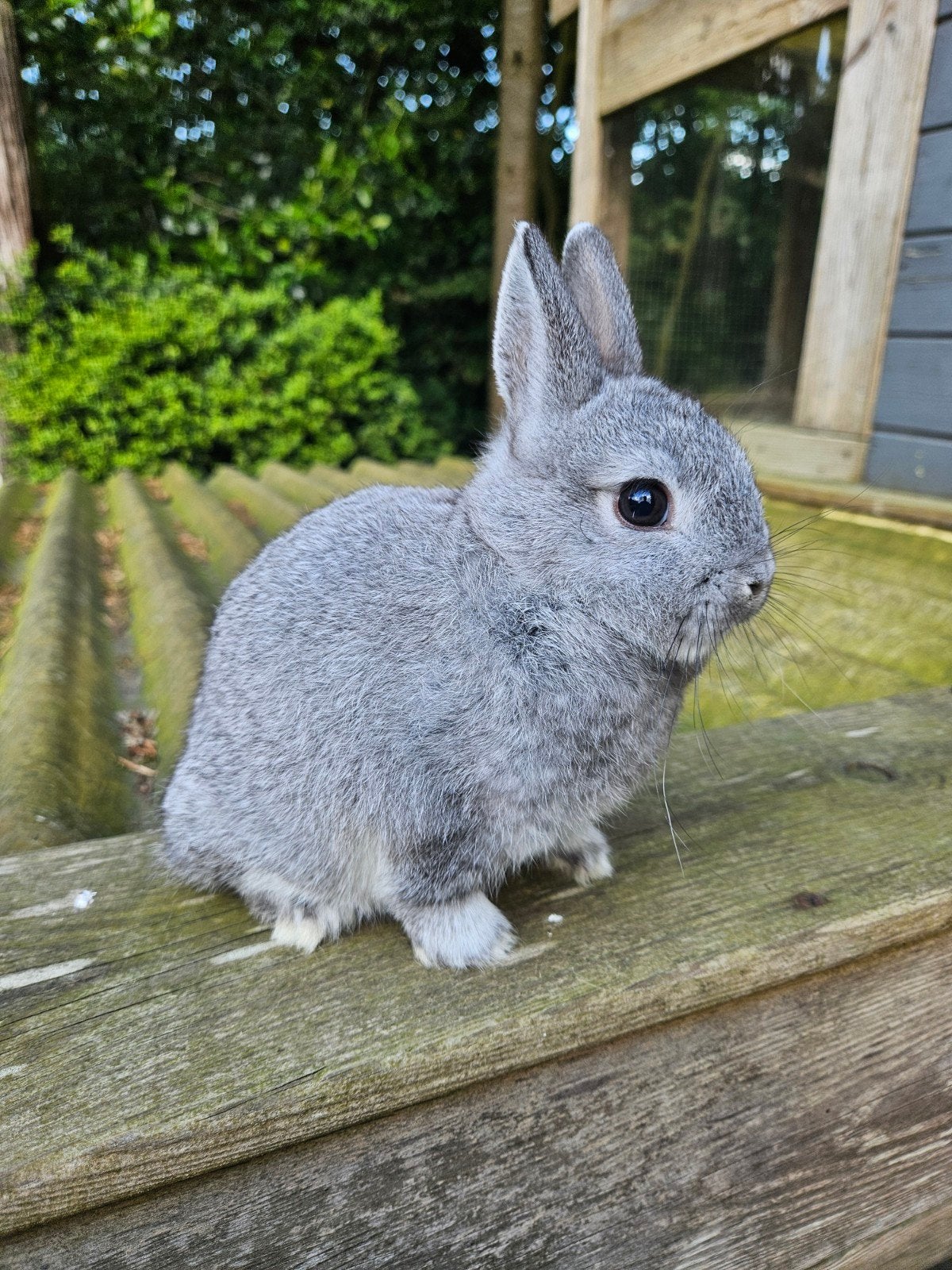 Kleurdwerg chinchilla dwergkonijn, Mannelijk, Dwerg