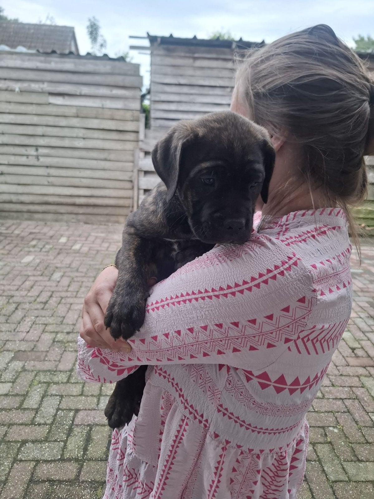 Cane corso reutje bijna 8 week oud donderdag mag  hij weg 😊, Reu, 8 tot 15 weken, Groot, Eén hond