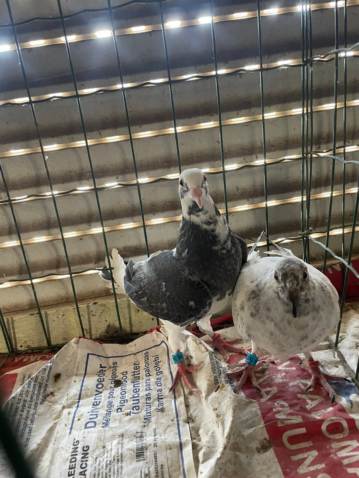 4 jonge Kleurpostduiven, Meerdere dieren, Postduif