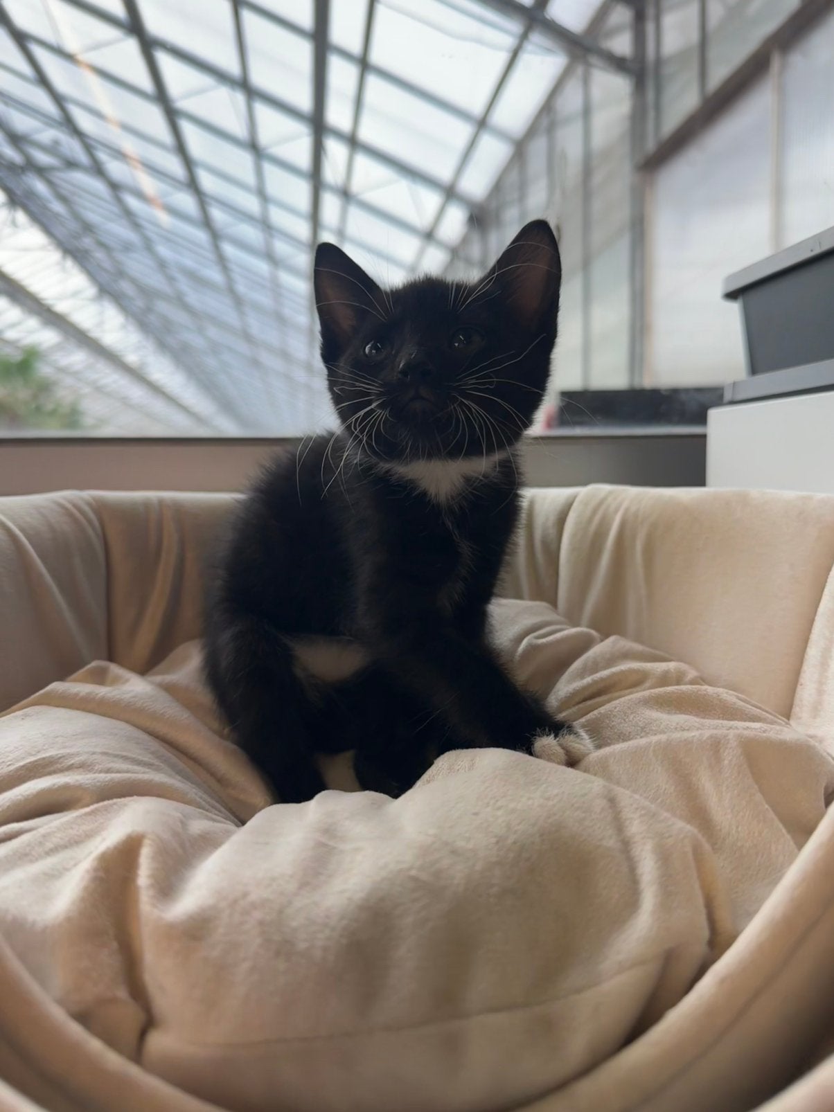 Super leuk nestje kittens! Laatste kitten!, Meerdere dieren, Ontwormd, 0 tot 2 jaar