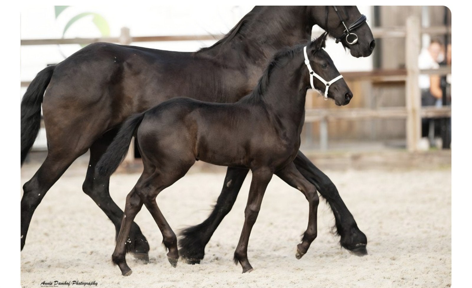 2 TOP BP veulens kampioenmerrie en hengst, Merrie, Met stamboom, Dressuurpaard, 0 tot 2 jaar