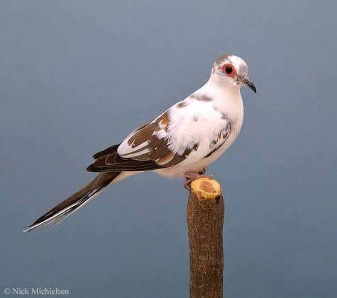 diamantduiven zwart bonte gezocht, Dieren en Toebehoren, Mannelijk, Overige soorten