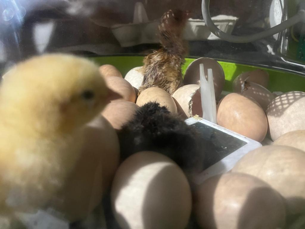 Broedeieren en/of kuikentjes Orpington Groot, Dieren en Toebehoren, Pluimvee, Geslacht onbekend, Kip