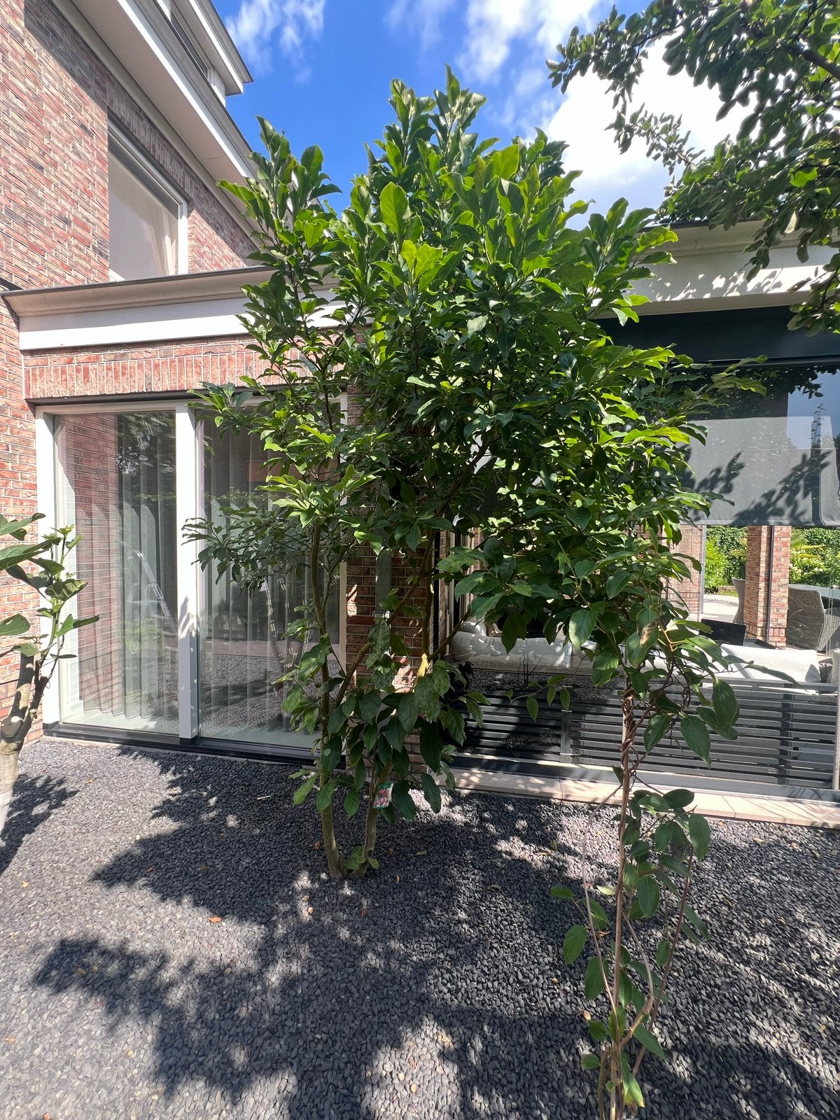 Magnolia 'Susan' - Prachtige bloeiende struik, Tuin en Terras, Volle zon, Vaste plant, Lente, Ophalen