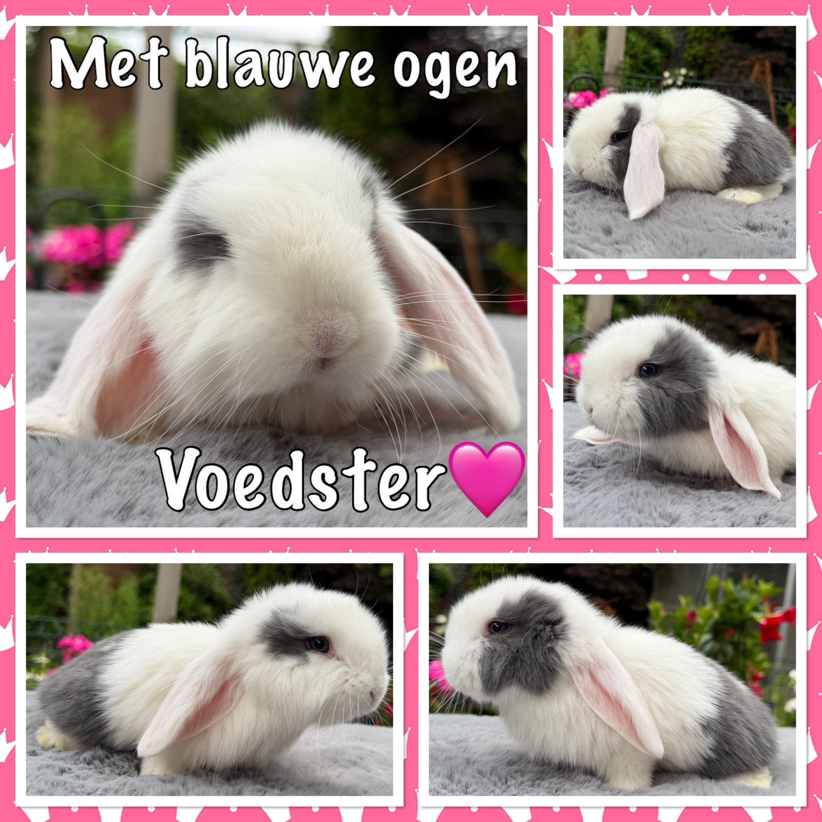 Heel erg lieve jonge raszuivere Franse Hangoor konijntjes, Dieren en Toebehoren, Konijnen, Meerdere dieren, Groot, Hangoor, 0 tot 2 jaar