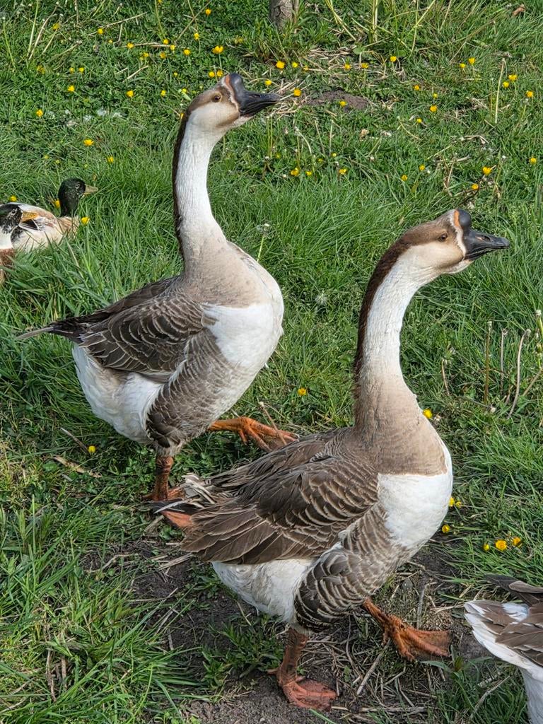 Chinese knobbelgans, Dieren en Toebehoren, Pluimvee, Meerdere dieren, Overige soorten