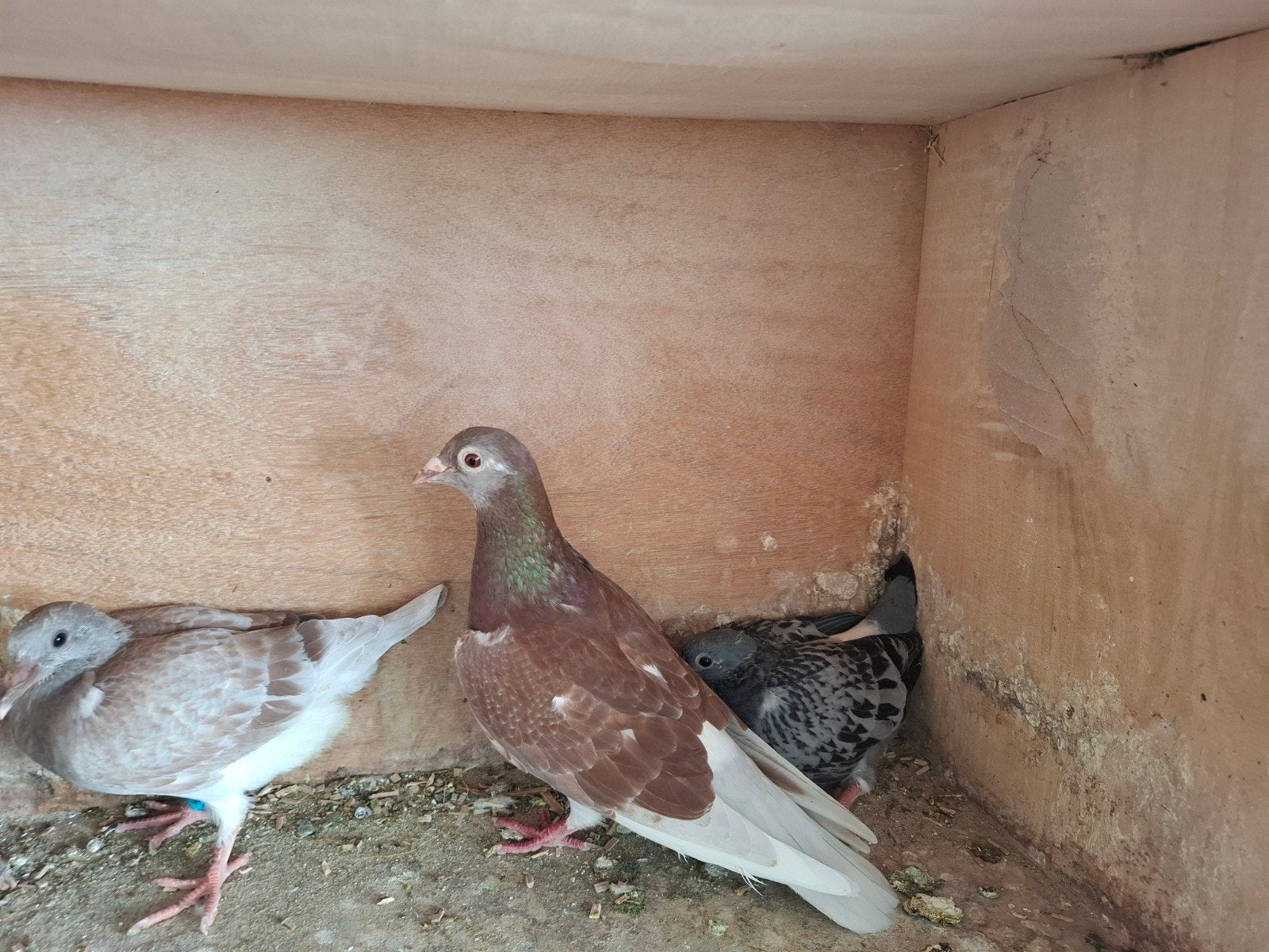 Nestkoppel Jan Bullens duiven, Dieren en Toebehoren, Meerdere dieren, Postduif