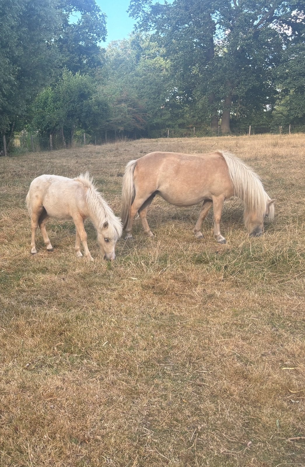 Lieve palomino nsps shetlander met palomino hengstveulen!, Dieren en Toebehoren, Merrie, A pony (tot 1.17m), Onbeleerd, Recreatiepony