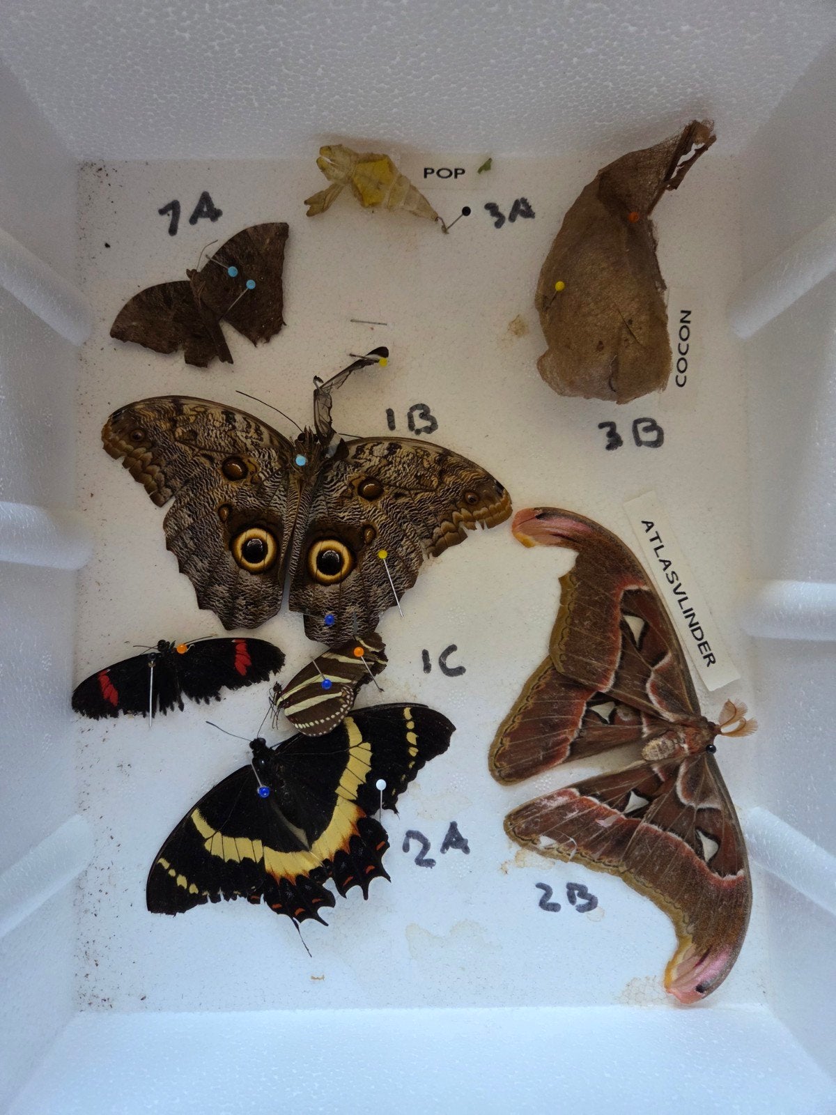 Collectie opgezette vlinders en insecten, Verzamelen, Ophalen, Gebruikt, Insect, Opgezet dier