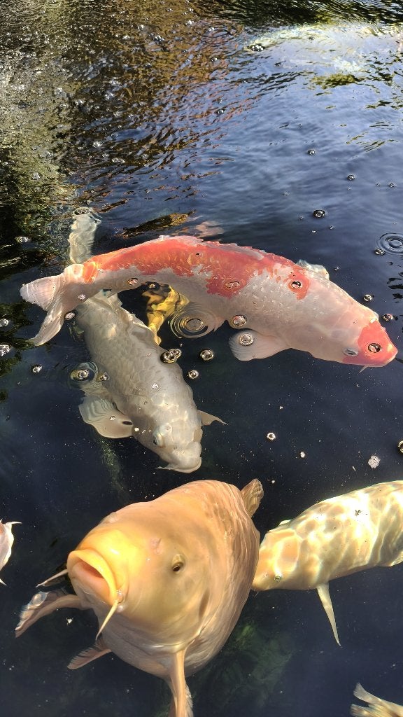 Japanse Ginrin Kohaku., Karper of Koi