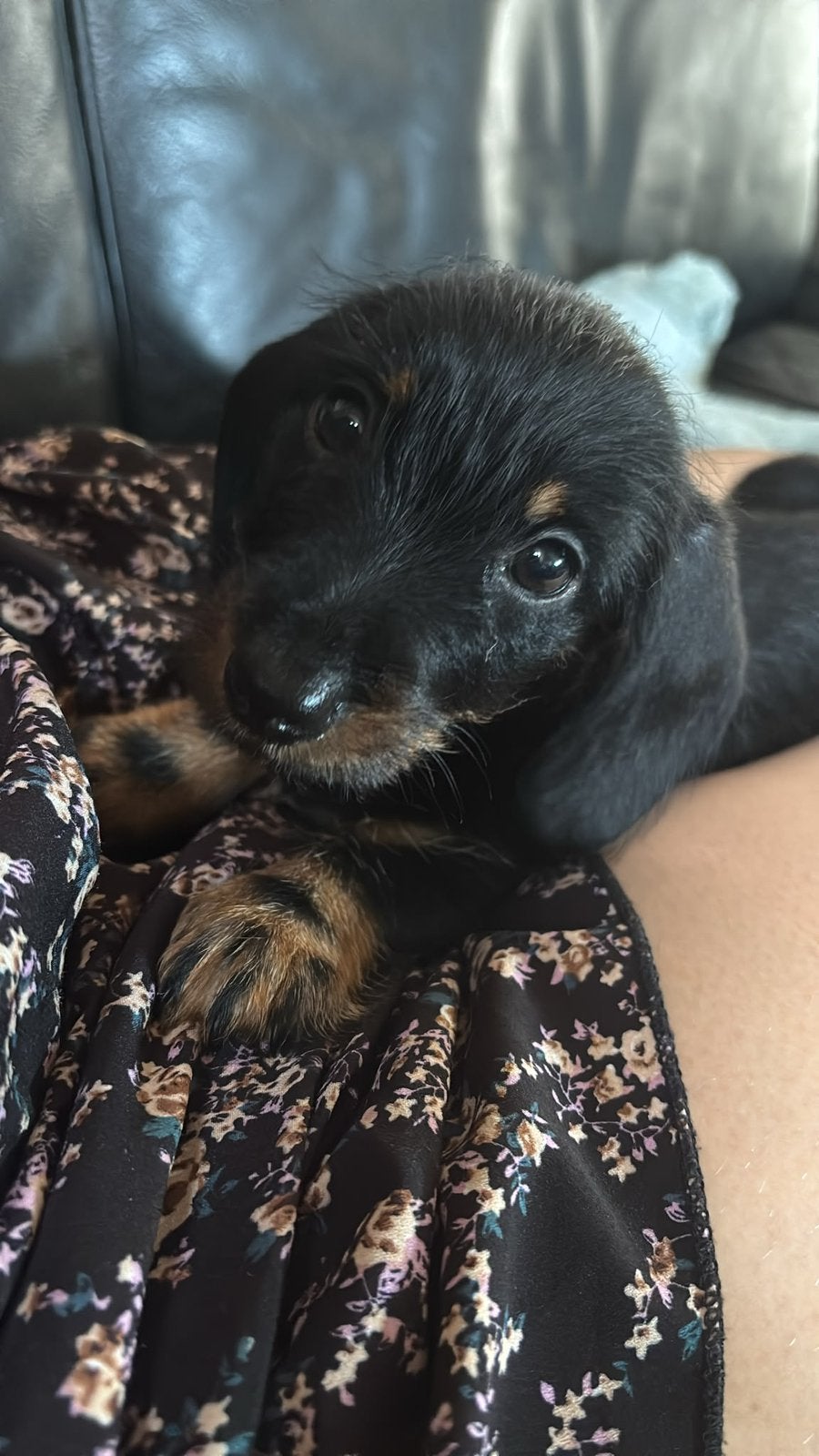 Prachtige standaard ruwharige teckel puppy’s, 8 tot 15 weken, Meerdere, Meerdere dieren, Ruwhaar