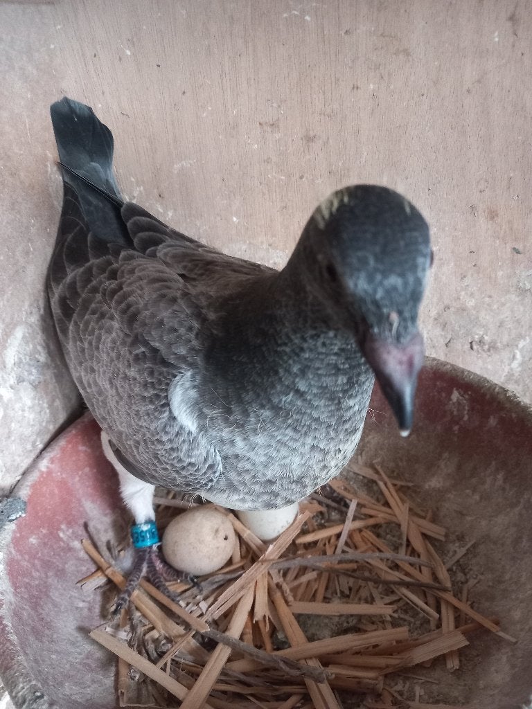 postduiven, Dieren en Toebehoren, Vogels | Duiven, Meerdere dieren, Postduif