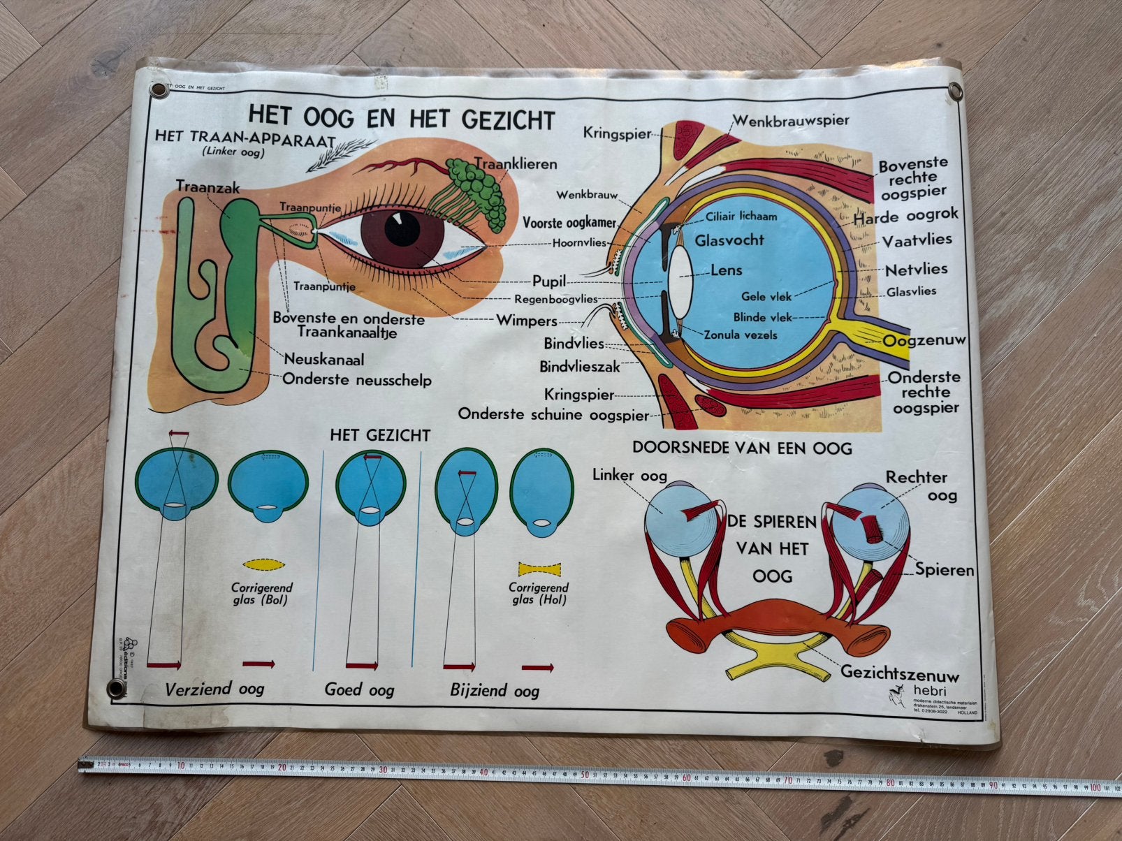 Mooie schoolplaat oog oor neus en gezicht 70 x 90 cm, Antiek en Kunst, Antiek | Schoolplaten, Ophalen, Natuur en Biologie