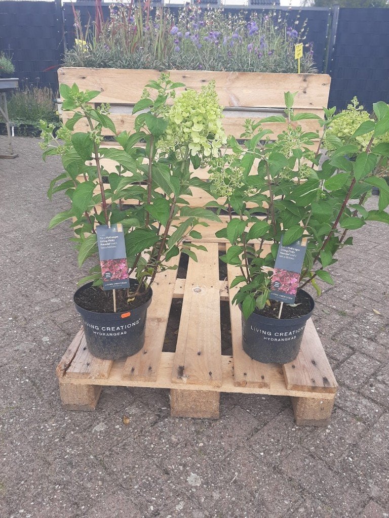 vaste plant diverse, Tuin en Terras, Planten | Tuinplanten, Ophalen, Vaste plant, Overige soorten, Halfschaduw