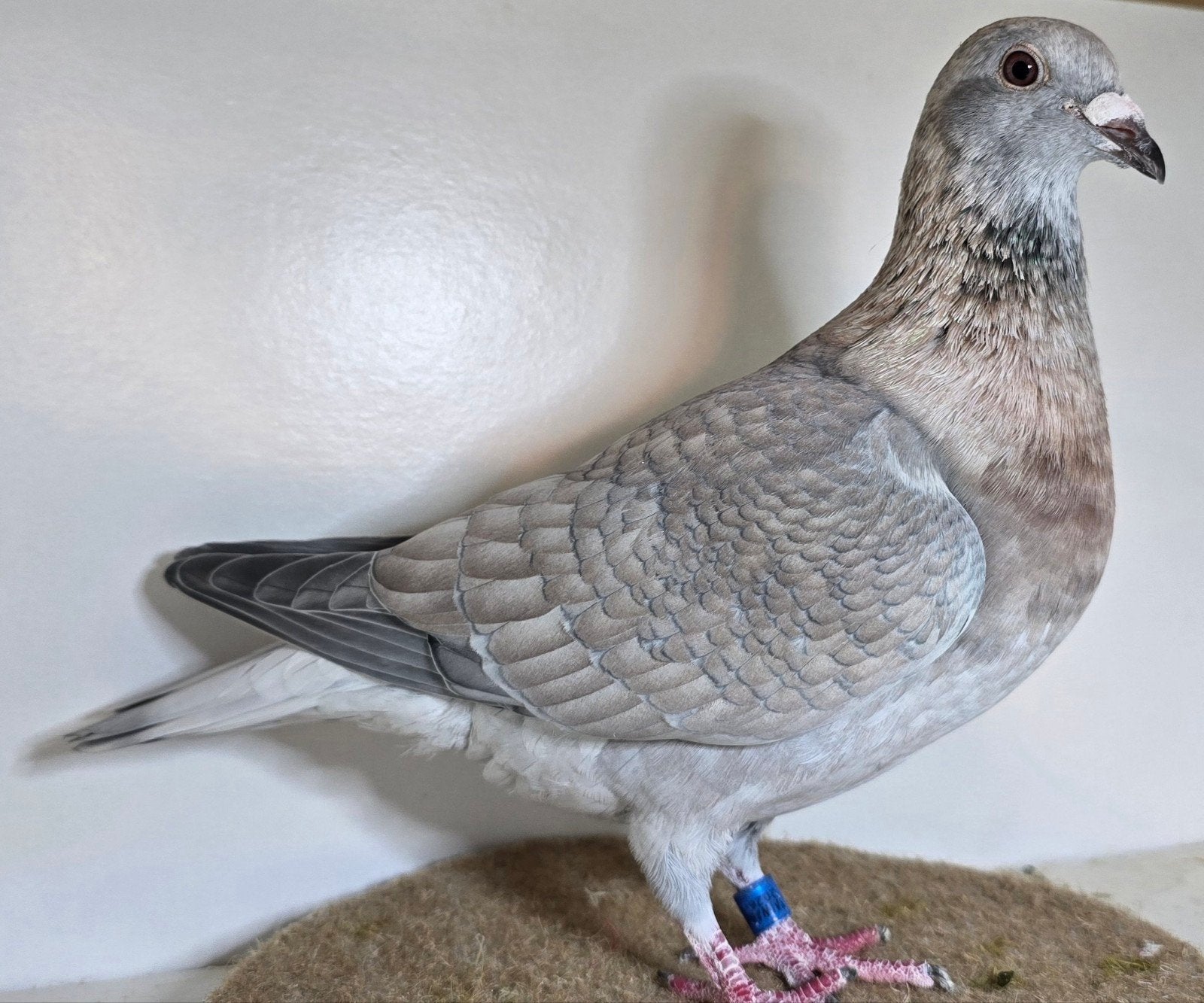 kleurpostduiven postduiven duiven, Meerdere dieren, Postduif